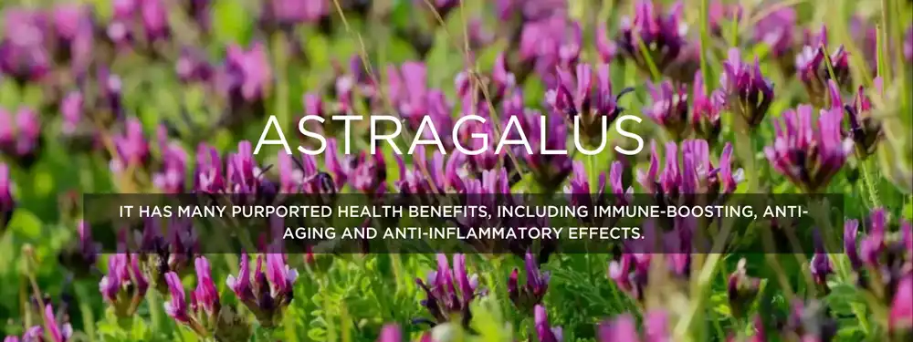Astragalus Extract Powder benefits Astragalus Extract Powder benefits