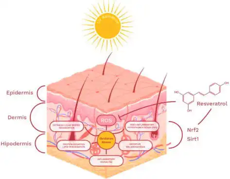 Resveratrol Powder for skincare Resveratrol Powder for skincare