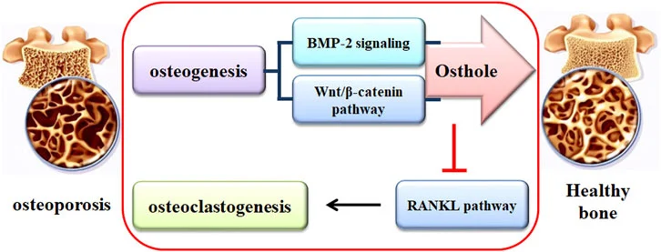 Osthole extract benefits