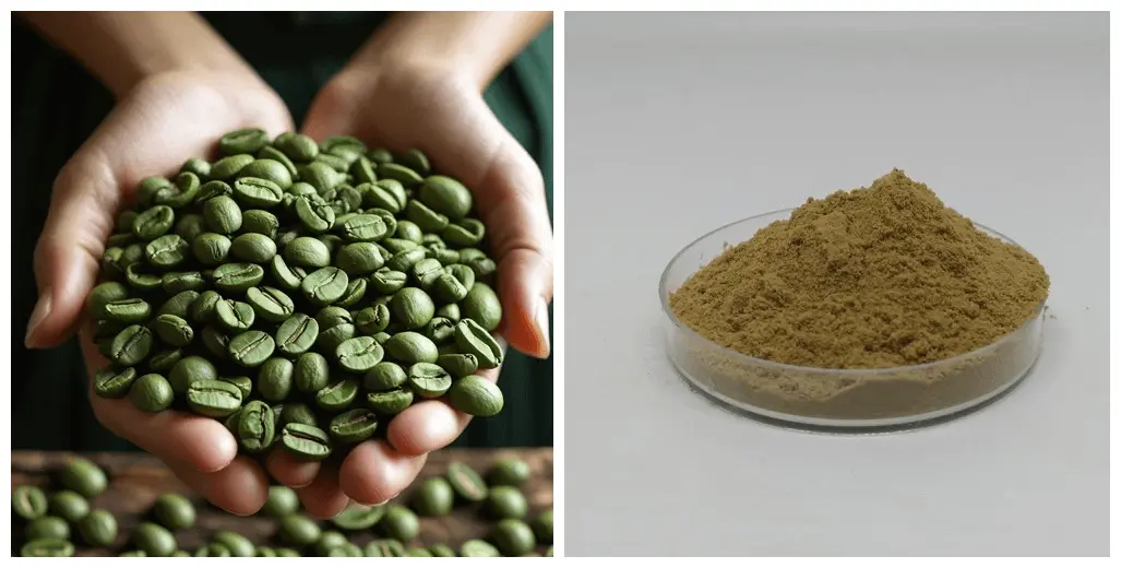 Green Coffee Bean Extract Chlorogenic Acid Green Coffee Bean Extract Chlorogenic Acid