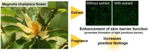 Magnolia Bark Powder for skincare Magnolia Bark Powder for skincare