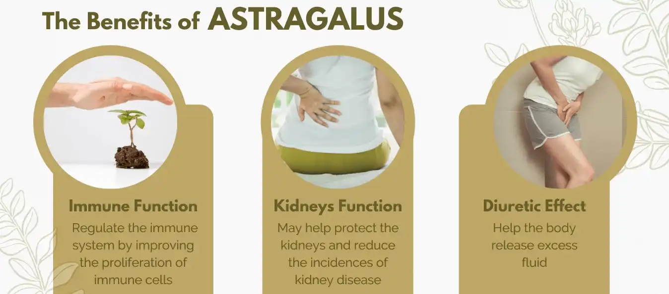 Astragalus benefits