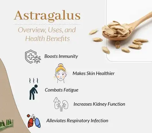 Astragalus uses