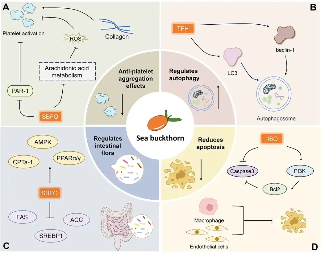 Sea buckthorn fruit powder for heart Sea buckthorn fruit powder for heart