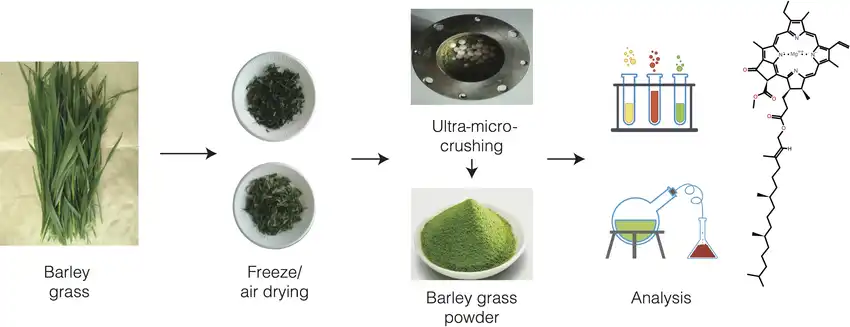  Barley Grass Powder processing chart