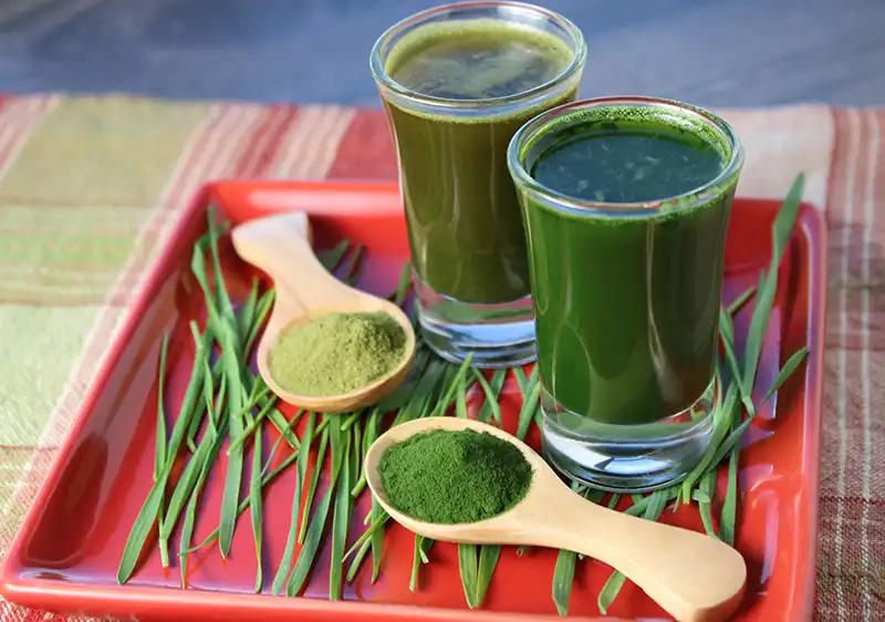 barley grass powder vs barley grass juice powder barley grass powder vs barley grass juice powder