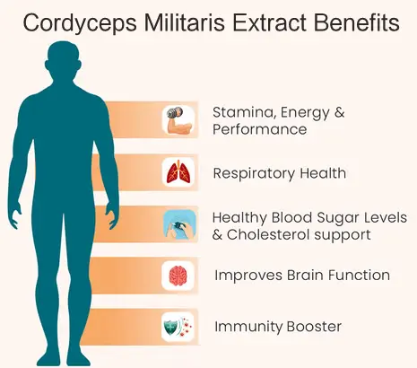 cordyceps militaris extract benefits cordyceps militaris extract benefits