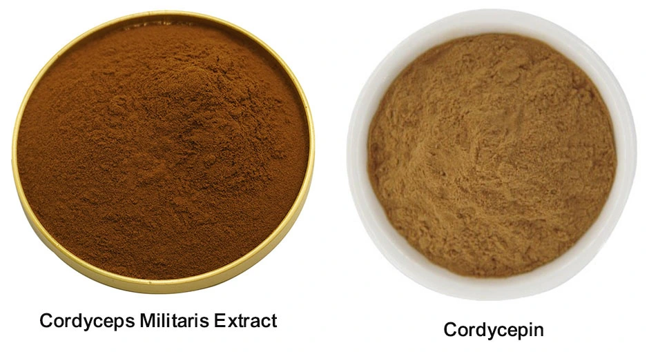 Cordyceps Militaris Extract
