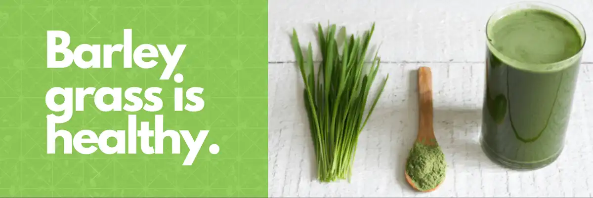 barley grass powder barley grass powder