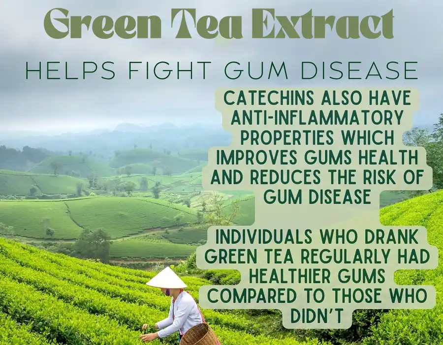 Green Tea Extract Powder for gum health Green Tea Extract Powder for gum health