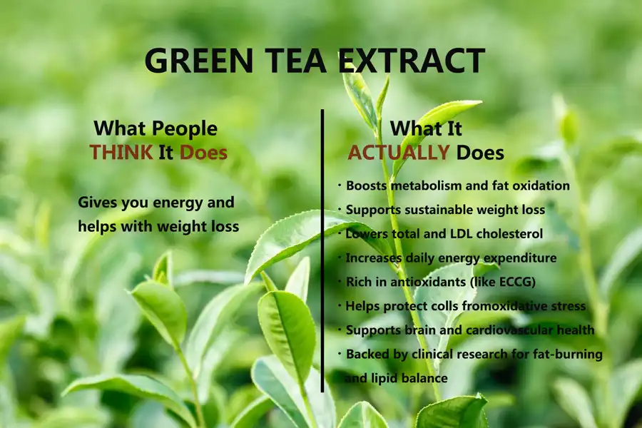 green tea extract powder benefits