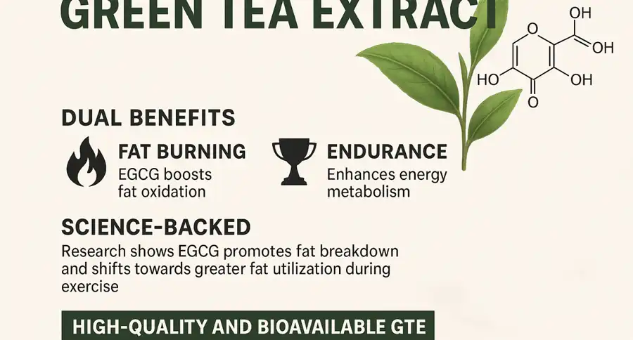 Green Tea Extract powder Metabolism Green Tea Extract powder Metabolism