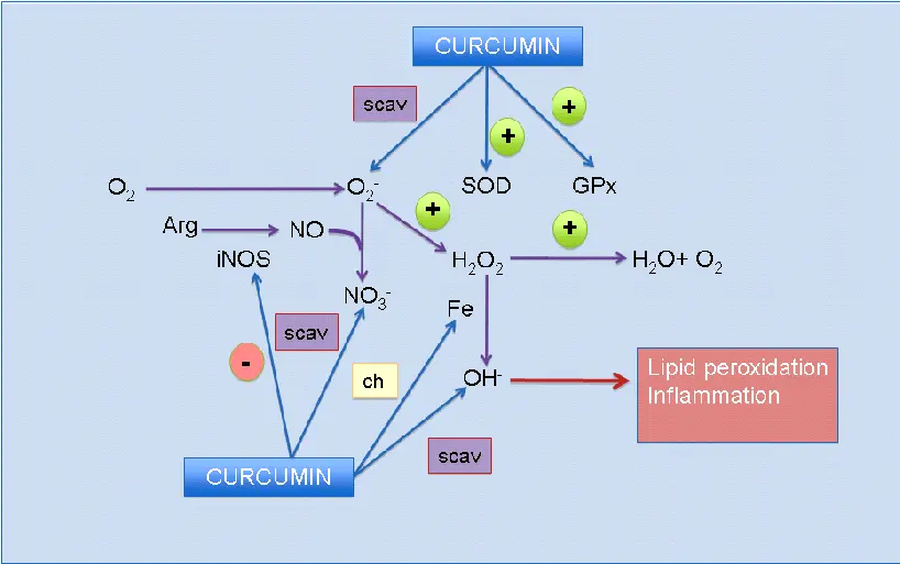 Curcumin Antioxidant Mechanisms