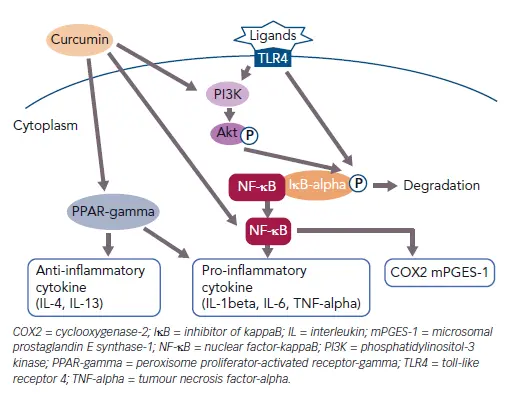Curcumin Anti-Inflammatory