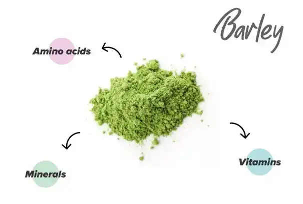Barley Grass powder Nutrient Barley Grass powder Nutrient
