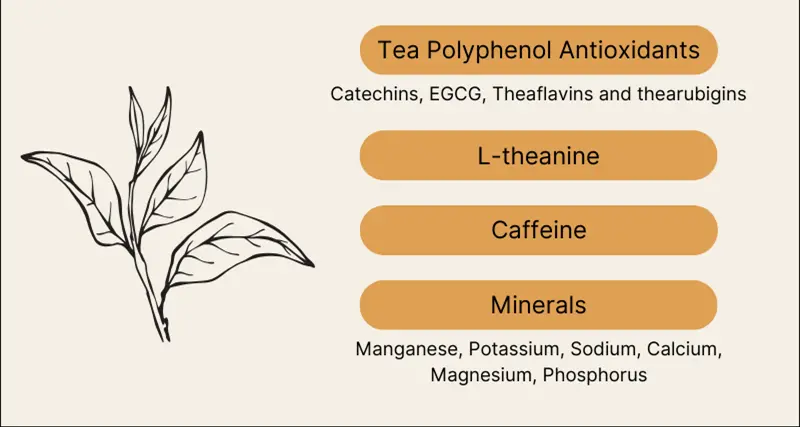 green tea extract powder green tea extract powder