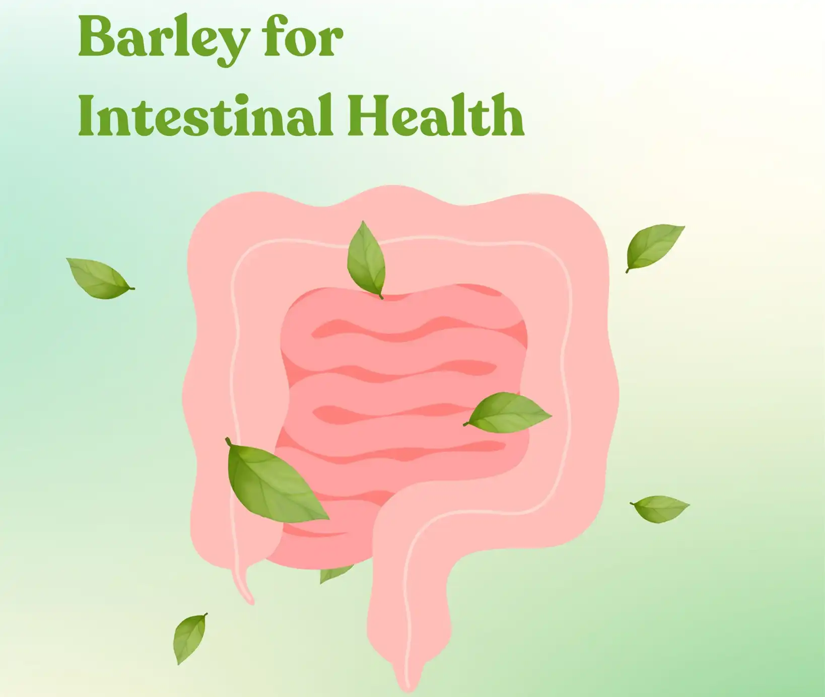 barley grass powder intestinal