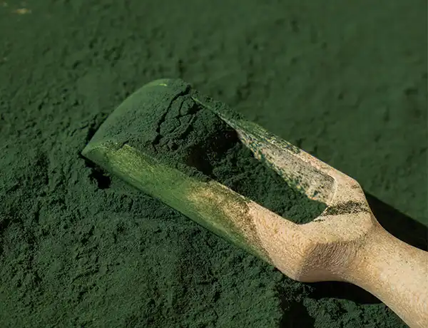 Sodium Copper Chlorophyllin Powder Sodium Copper Chlorophyllin Powder