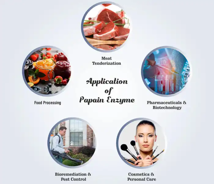 Papain Enzyme Powder application Papain Enzyme Powder application