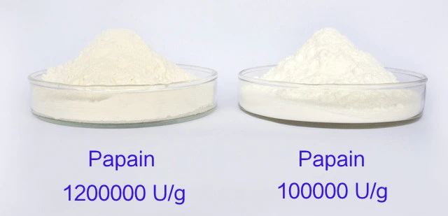 Papain Enzyme Powder