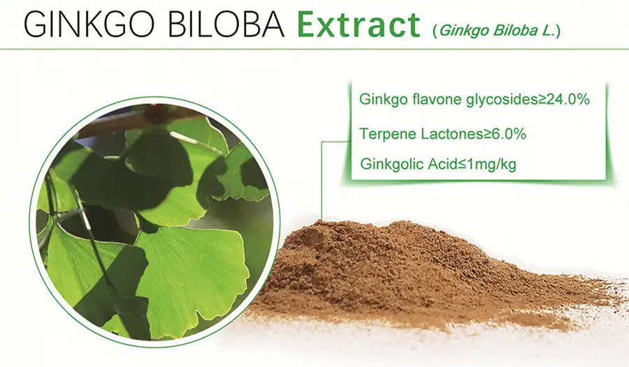 Ginkgo Biloba Leaf Extract Powder Ginkgo Biloba Leaf Extract Powder
