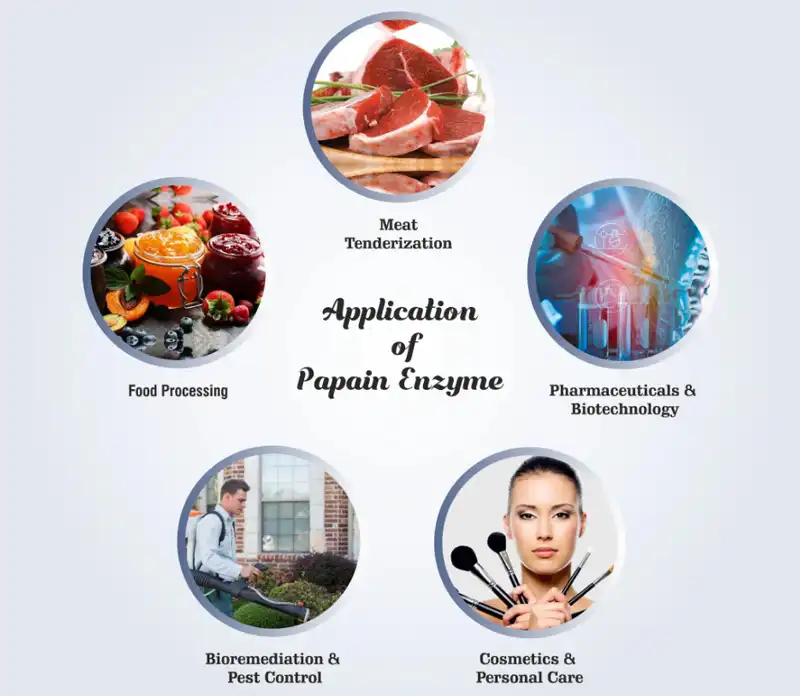 papain application papain application