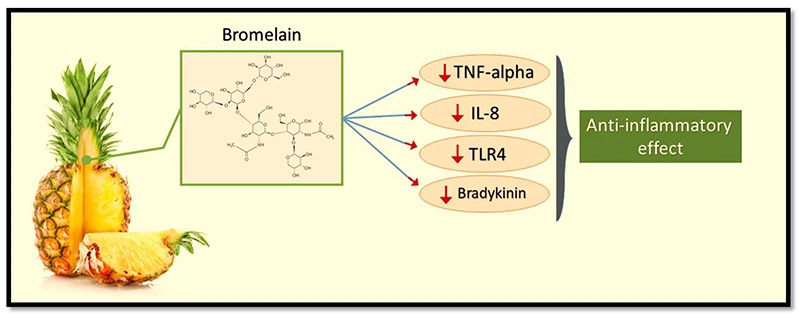 Anti-Inflammatory Properties of Bromelain Powder
