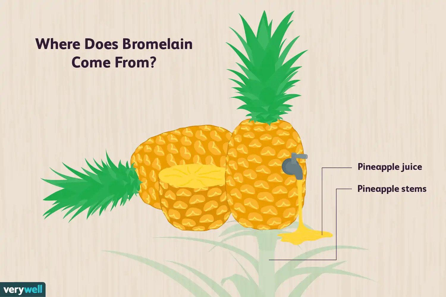 Digestive Support Benefits of Bromelain Enzyme Powder Digestive Support Benefits of Bromelain Enzyme Powder