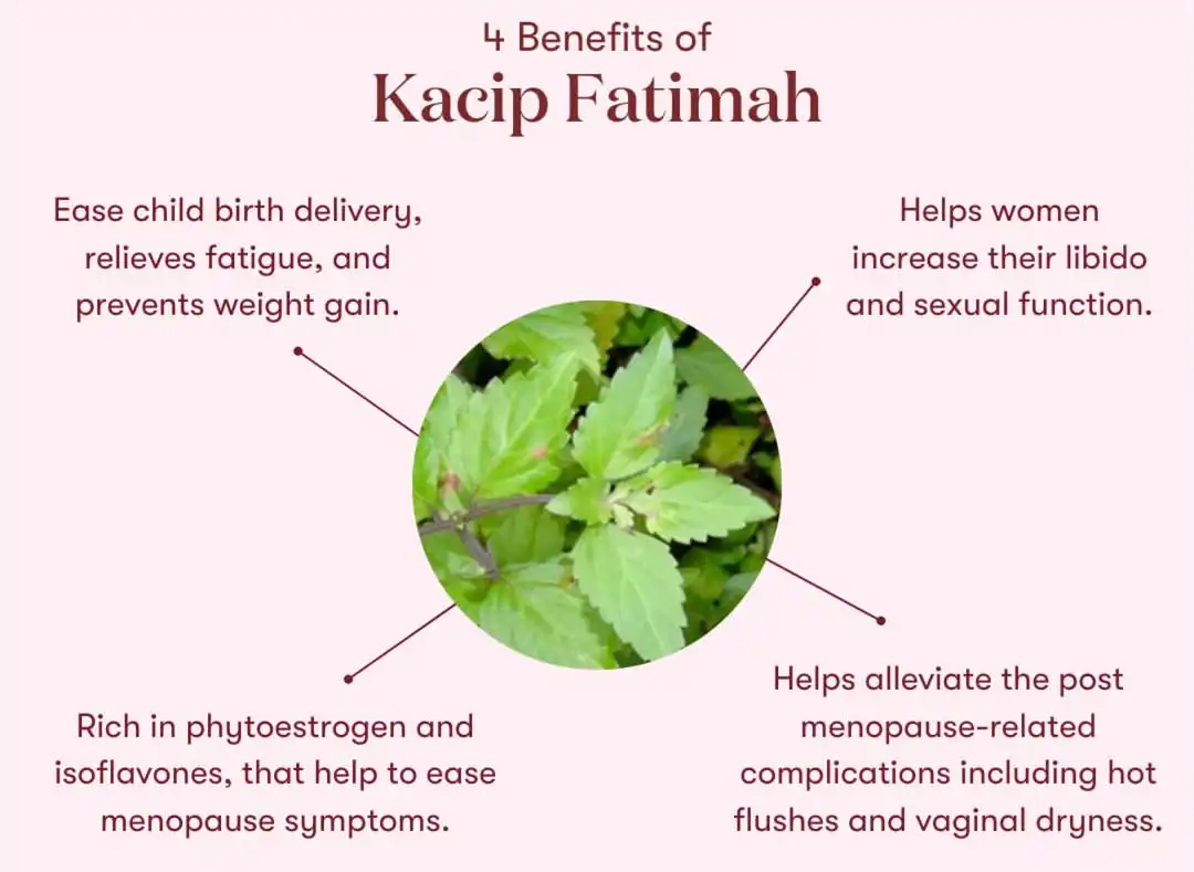 Kacip Fatimah Extract benefits Kacip Fatimah Extract benefits