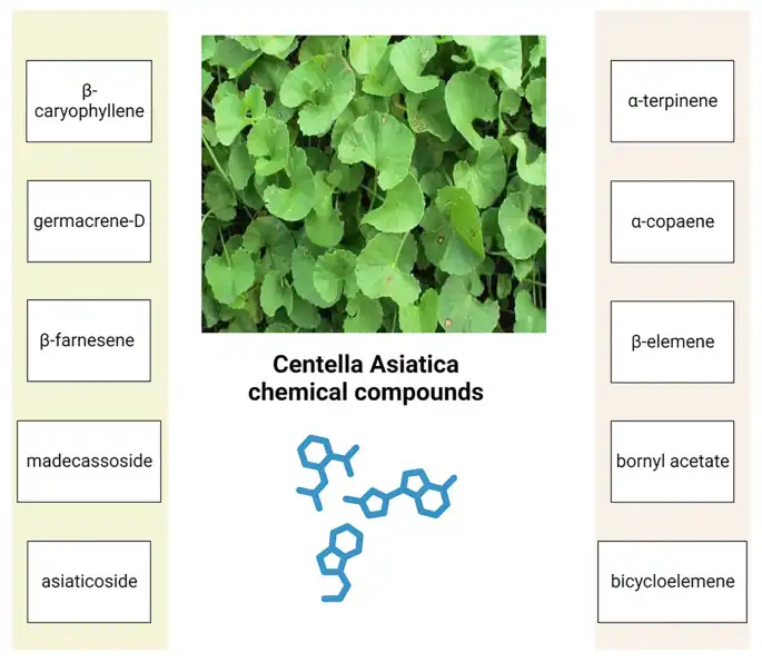 Centella Asiatica Leaf Extract Chemical Composition