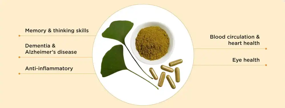 Ginkgo Biloba Extract benefits Ginkgo Biloba Extract benefits