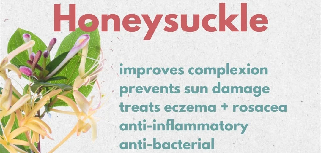 Honeysuckle Extract for skin