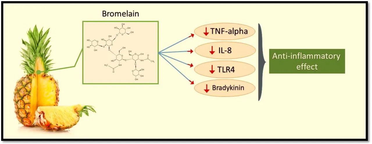 bromelain enzyme powder anti inflammatory bromelain enzyme powder anti inflammatory