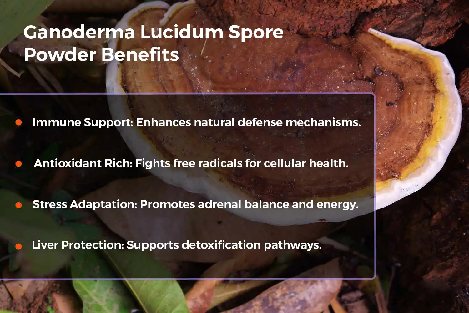Key Benefits of Ganoderma Lucidum Spore Powder Key Benefits of Ganoderma Lucidum Spore Powder