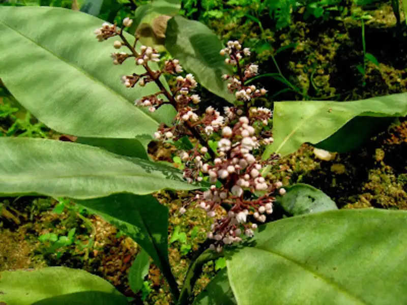 Kacip Fatimah Extract
