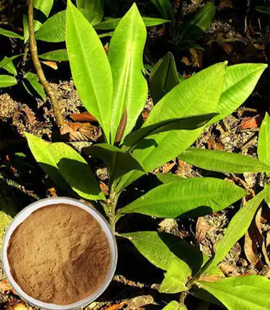 Benefits of Kacip Fatimah Extract