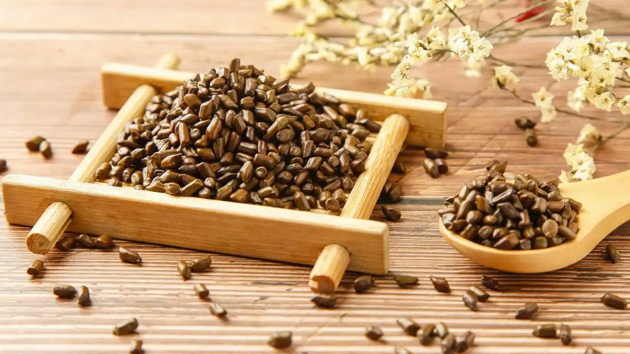 Cassia Seed Extract Cassia Seed Extract