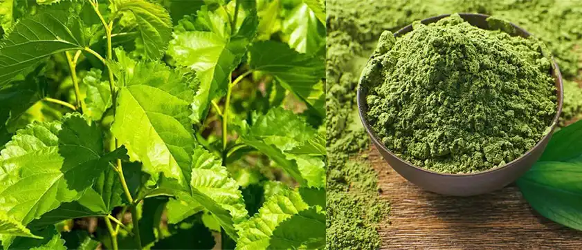 Mulberry Leaf Extract Mulberry Leaf Extract