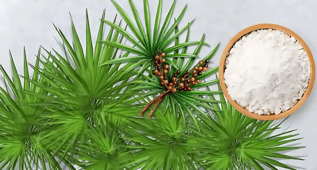 Saw Palmetto Fruit Extract Powder Saw Palmetto Fruit Extract Powder