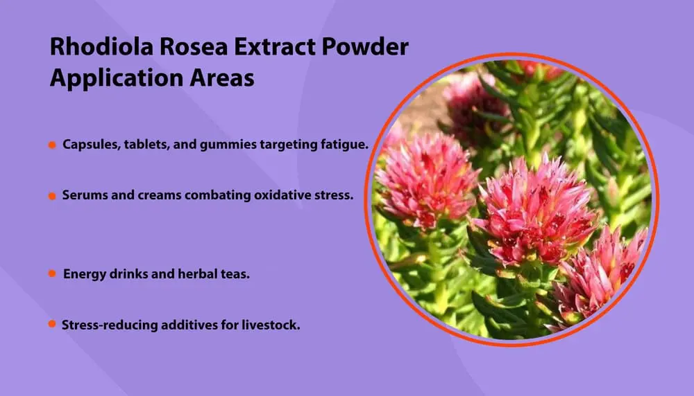 Application Areas for Rhodiola Rosea Extract Powder