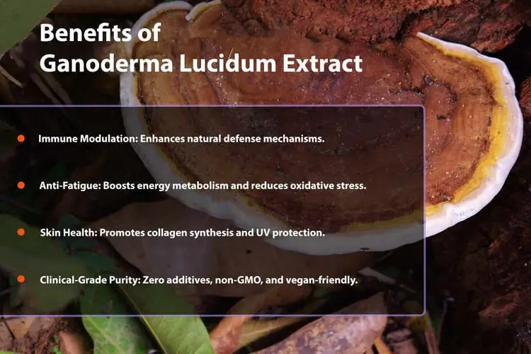 Benefits of Ganoderma Lucidum Extract Powder Benefits of Ganoderma Lucidum Extract Powder