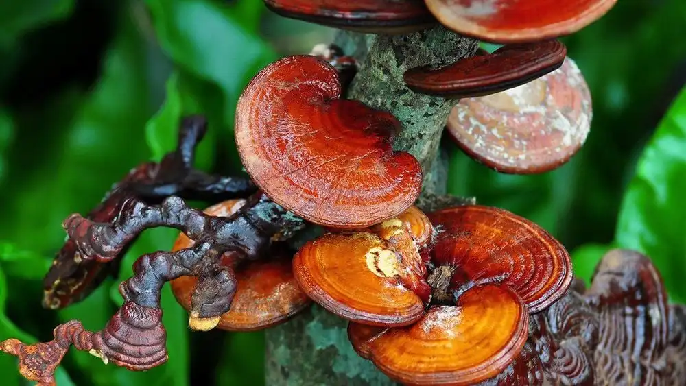 Ganoderma Lucidum Extract Ganoderma Lucidum Extract