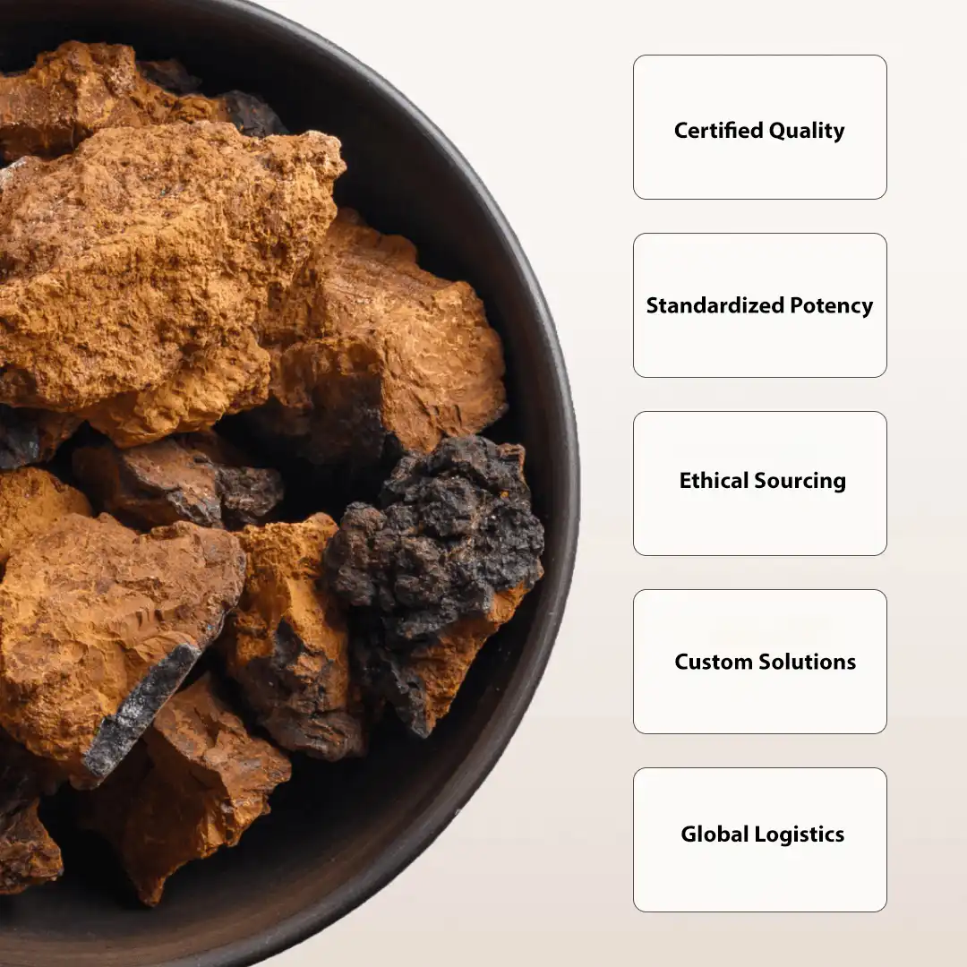 Why Choose Our Chaga Mushroom Extract Powder Why Choose Our Chaga Mushroom Extract Powder