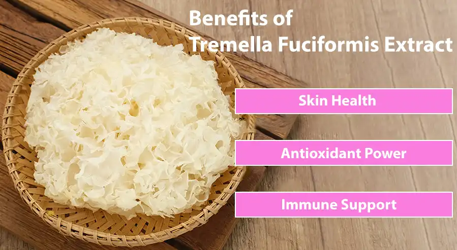 Benefits of Tremella Fuciformis Extract Benefits of Tremella Fuciformis Extract