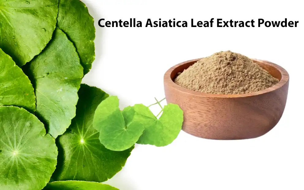 Centella Asiatica Leaf Extract Powder Centella Asiatica Leaf Extract Powder