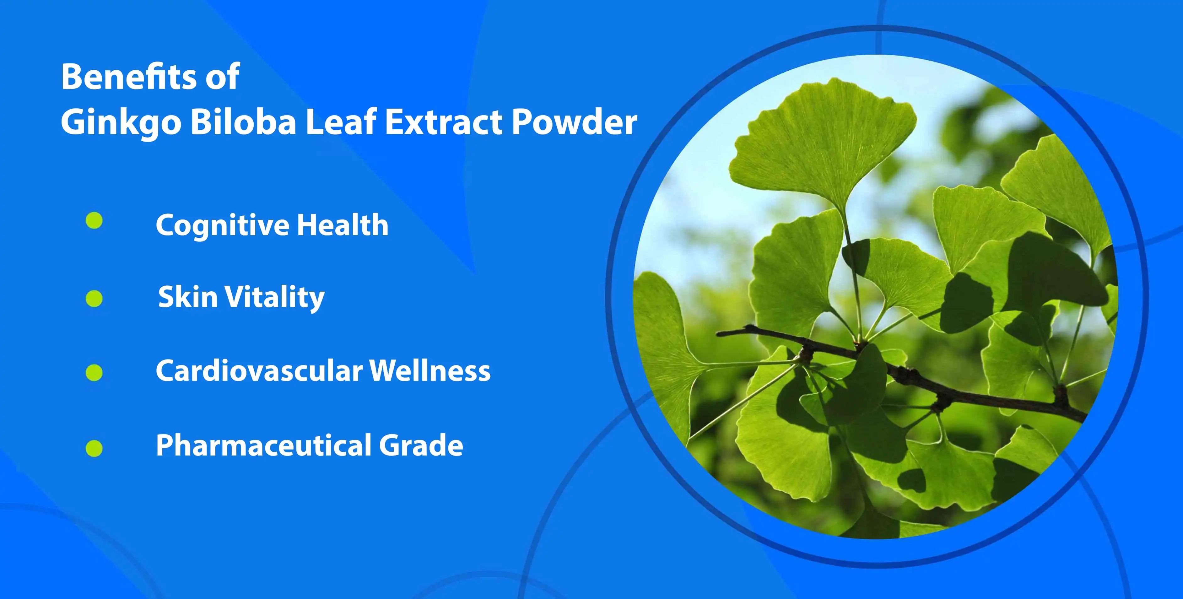 Benefits of Ginkgo Biloba Leaf Extract Powder Benefits of Ginkgo Biloba Leaf Extract Powder