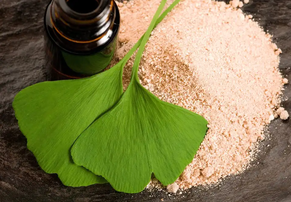 Ginkgo Biloba Leaf Extract Powder Ginkgo Biloba Leaf Extract Powder