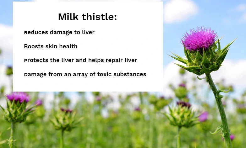 Milk Thistle Extract Powder BENEFITS Milk Thistle Extract Powder BENEFITS