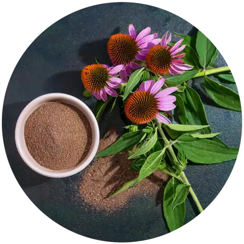 Echinacea Herb Extract powder Echinacea Herb Extract powder
