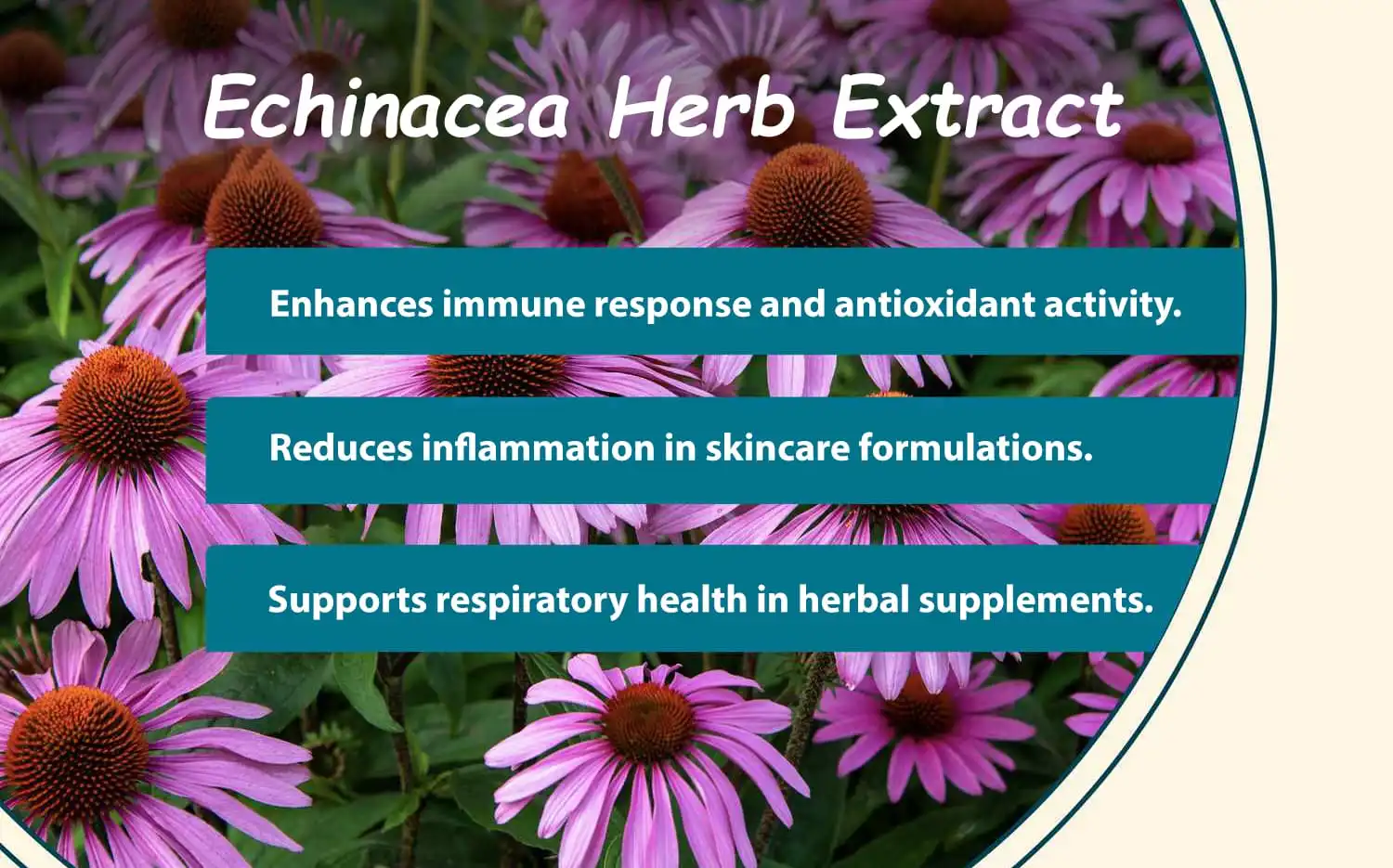 Benefits of Echinacea Herb Extract Benefits of Echinacea Herb Extract